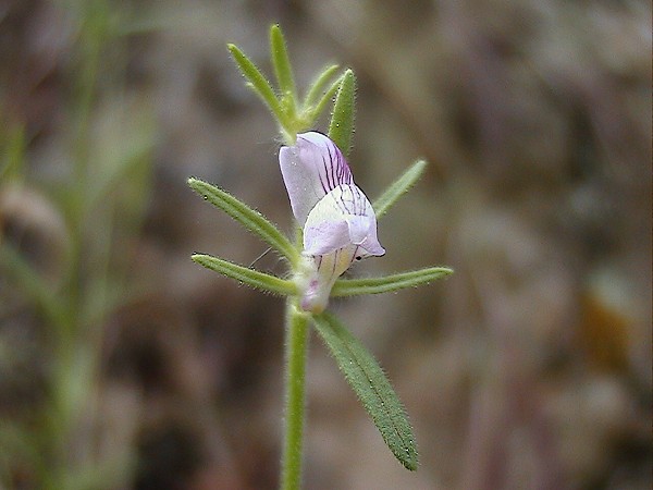 Misopates orontium / Gallinetta comune